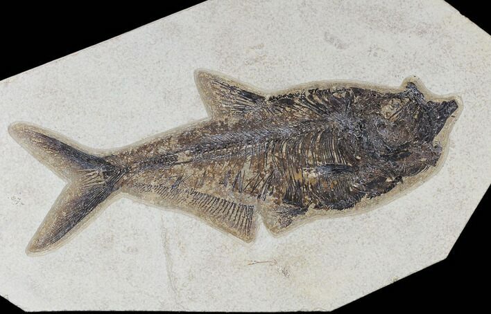 Fossil Fish (Diplomystus) - Green River Formation #117134